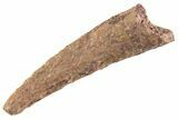Fossil Pterosaur (Siroccopteryx) Tooth - Morocco #359956-1